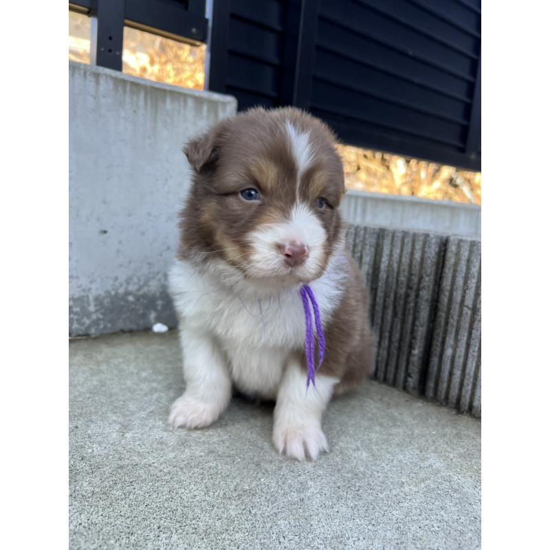 成約済の山梨県のオーストラリアンシェパード-423323の2枚目