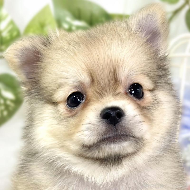 販売中の滋賀県のポメチワ:ポメラニアン×チワワ-427785