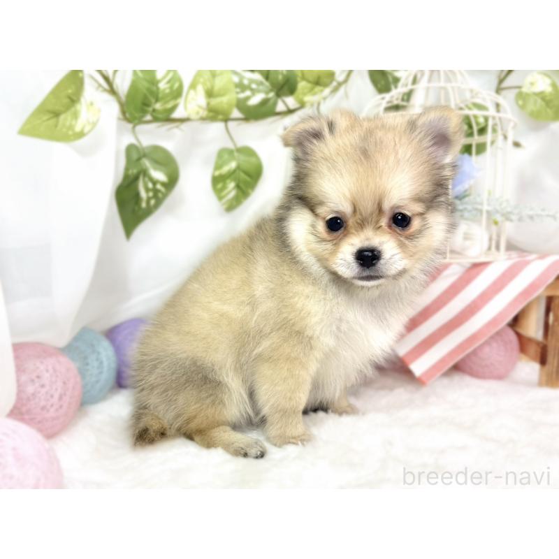 成約済の滋賀県のポメチワ:ポメラニアン×チワワ-427785の4枚目