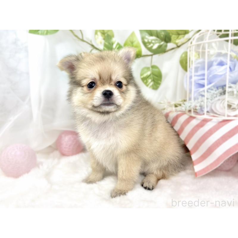 成約済の滋賀県のポメチワ:ポメラニアン×チワワ-427785の3枚目