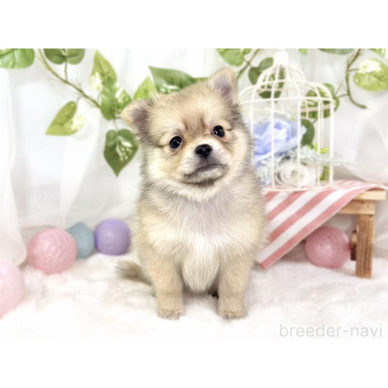 成約済の滋賀県のポメチワ:ポメラニアン×チワワ-427785の2枚目