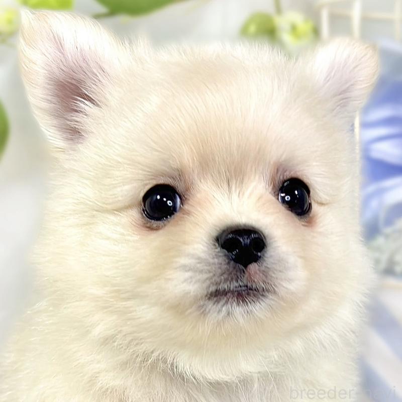 販売中の滋賀県のポメチワ:ポメラニアン×チワワ-427787