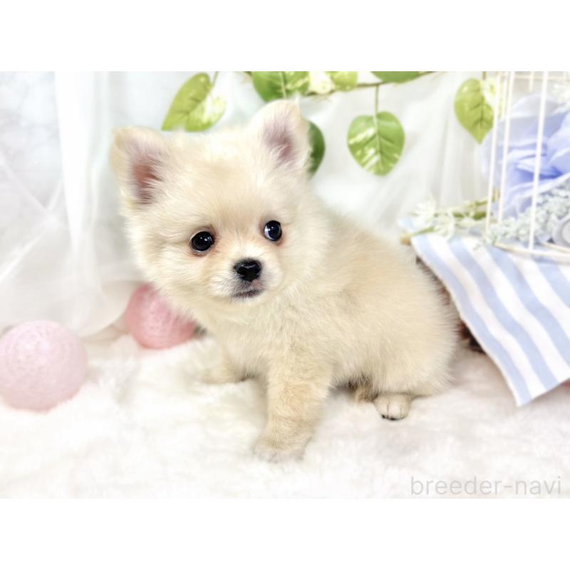 成約済の滋賀県のポメチワ:ポメラニアン×チワワ-427787の4枚目