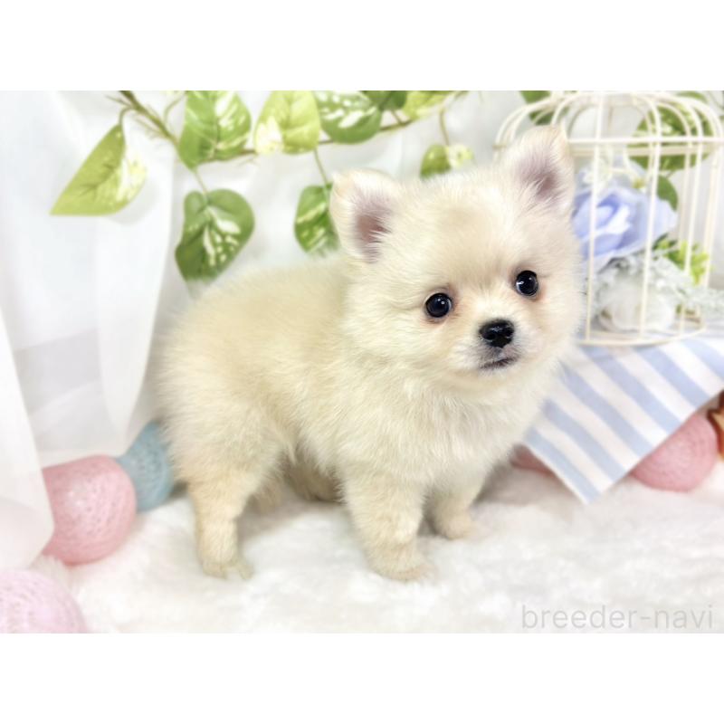 成約済の滋賀県のポメチワ:ポメラニアン×チワワ-427787の3枚目