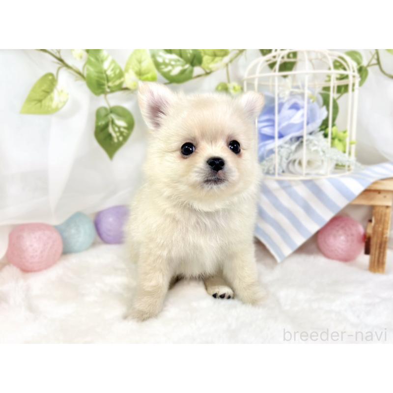 成約済の滋賀県のポメチワ:ポメラニアン×チワワ-427787の2枚目