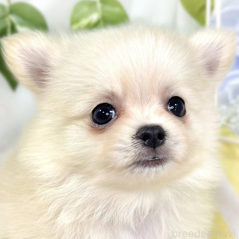 販売中の滋賀県のポメチワ:ポメラニアン×チワワ-427790