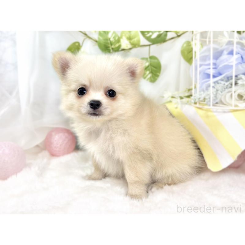 成約済の滋賀県のポメチワ:ポメラニアン×チワワ-427790の3枚目
