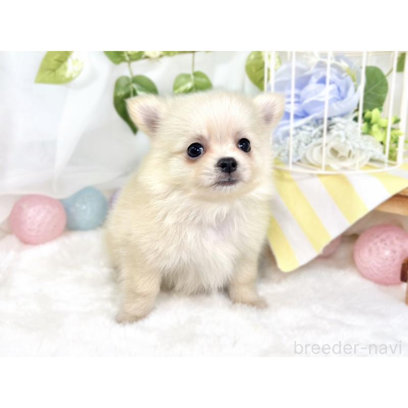 成約済の滋賀県のポメチワ:ポメラニアン×チワワ-427790の2枚目