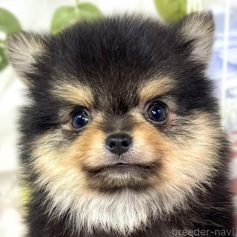 販売中の滋賀県のポメチワ:ポメラニアン×チワワ-427768