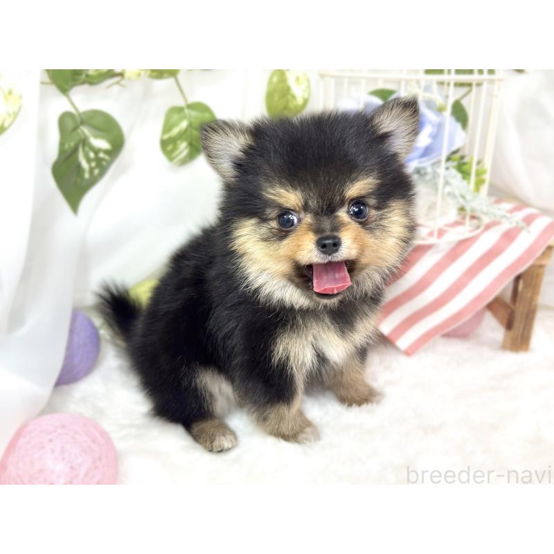 成約済の滋賀県のポメチワ:ポメラニアン×チワワ-427768の4枚目