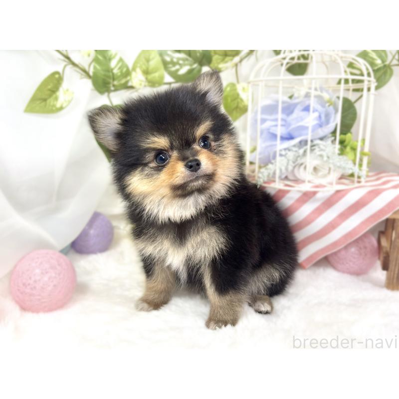成約済の滋賀県のポメチワ:ポメラニアン×チワワ-427768の3枚目