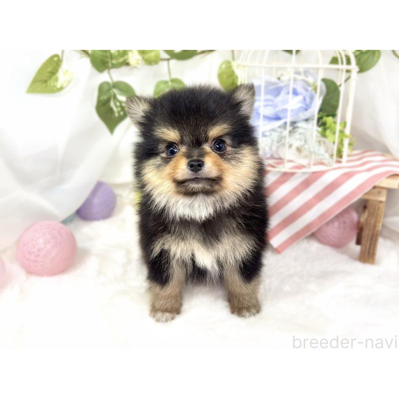 成約済の滋賀県のポメチワ:ポメラニアン×チワワ-427768の2枚目