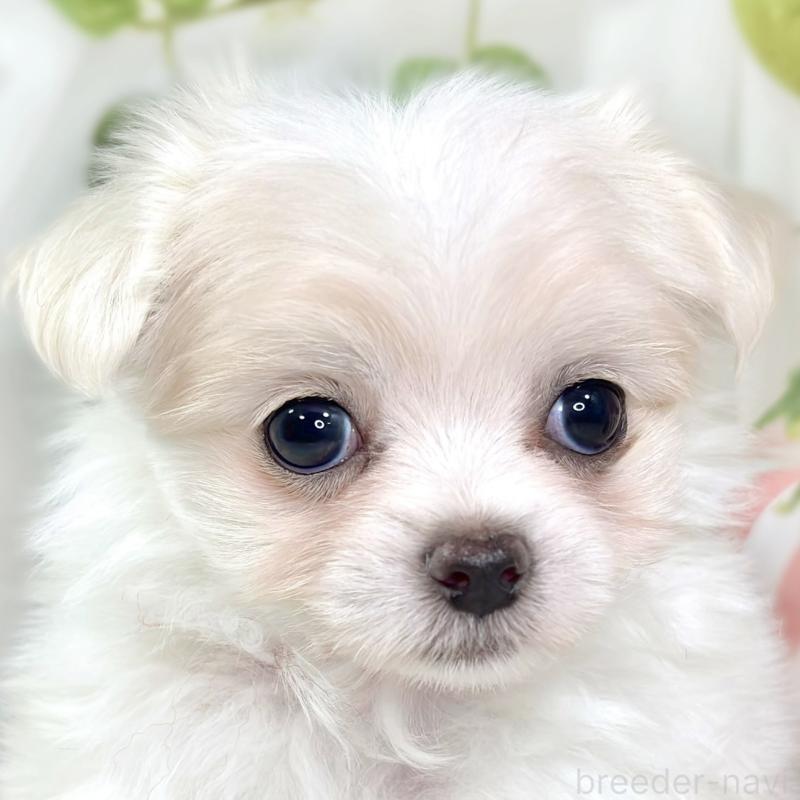 販売中の滋賀県のチワマル:チワワ×マルチーズ-427771