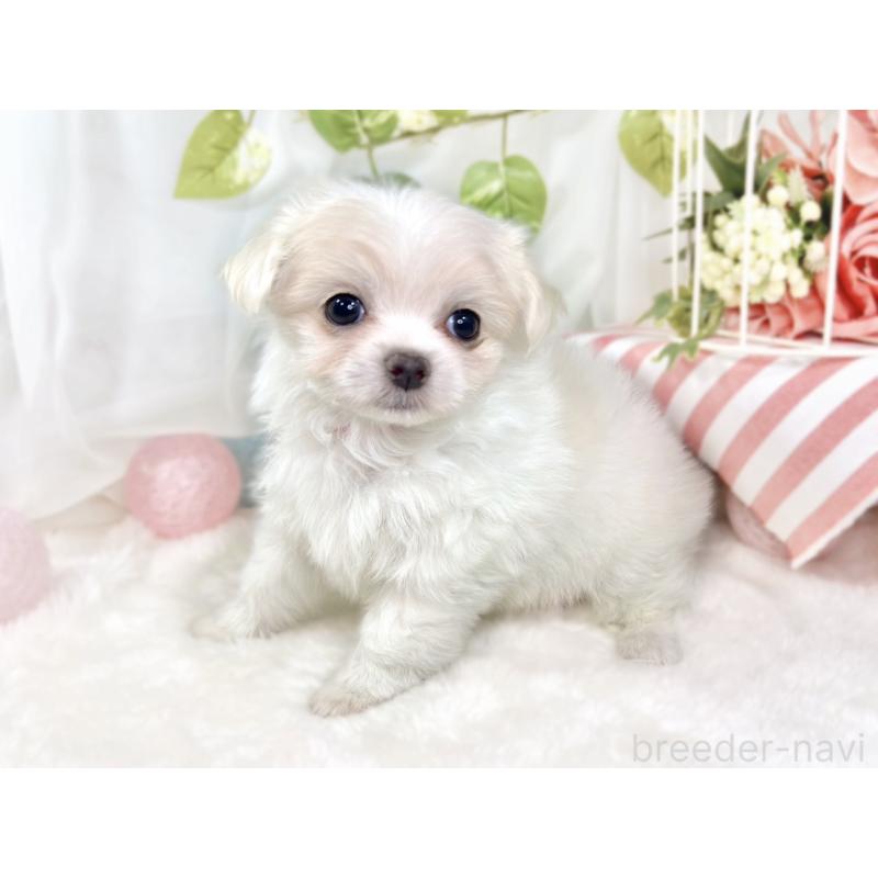 成約済の滋賀県のチワマル:チワワ×マルチーズ-427771の3枚目