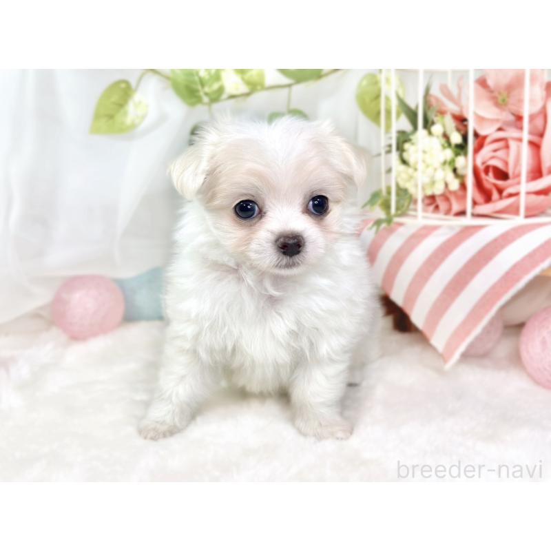 成約済の滋賀県のチワマル:チワワ×マルチーズ-427771の2枚目