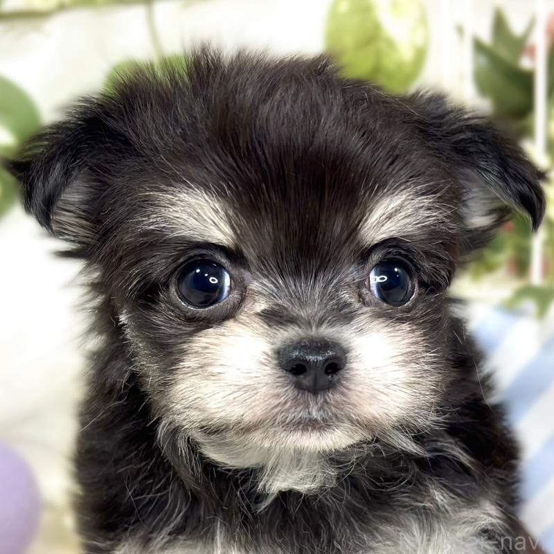 販売中の滋賀県のチワマル:チワワ×マルチーズ-427776