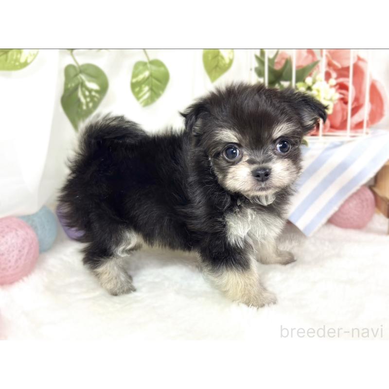 成約済の滋賀県のチワマル:チワワ×マルチーズ-427776の4枚目