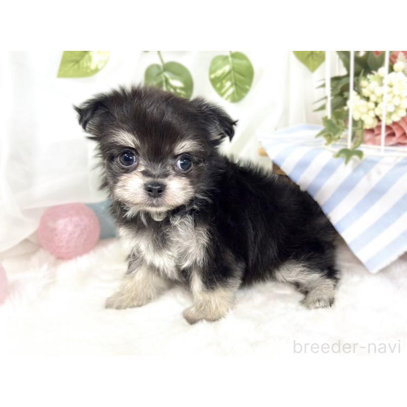 成約済の滋賀県のチワマル:チワワ×マルチーズ-427776の3枚目