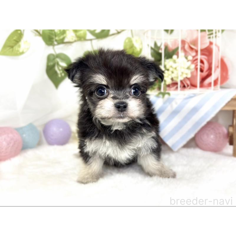 成約済の滋賀県のチワマル:チワワ×マルチーズ-427776の2枚目