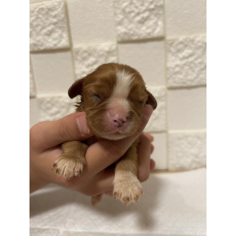 販売中の群馬県のキャバリアキングチャールズスパニエル-428926