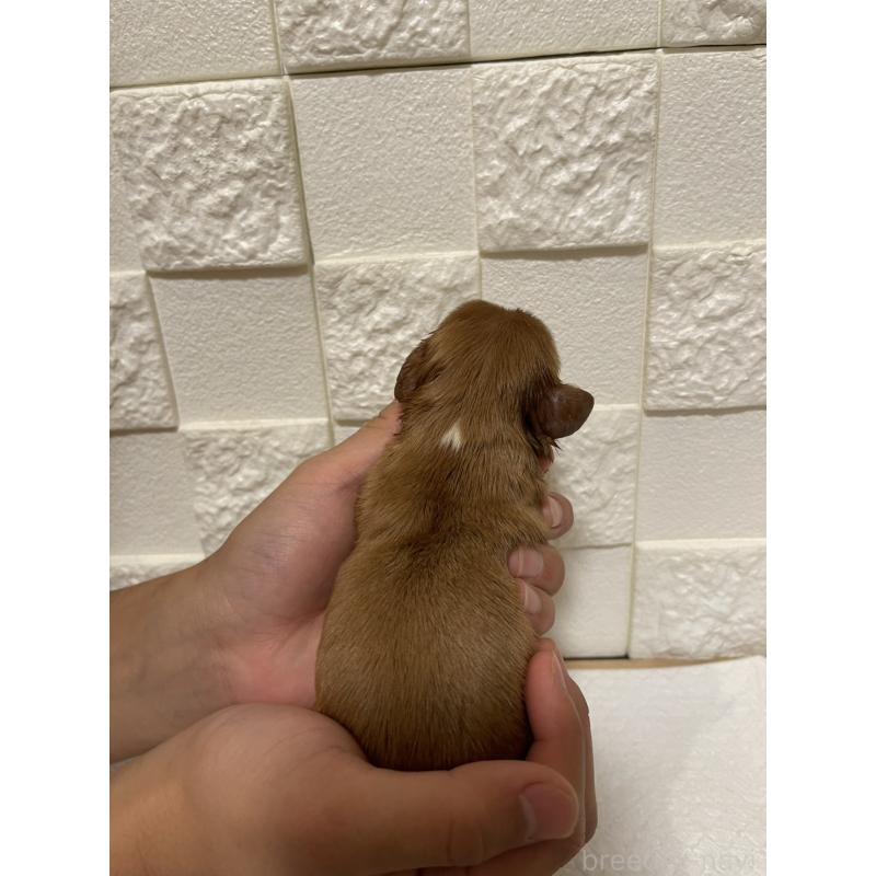 販売中の群馬県のキャバリアキングチャールズスパニエル-428926の2枚目