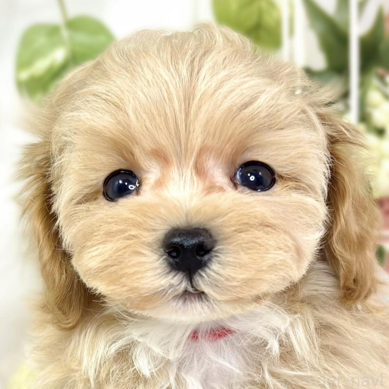 販売中ののマルプー:マルチーズ×トイプードル-427777