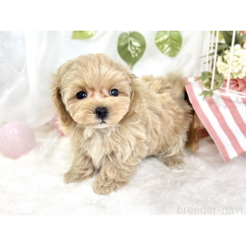 成約済の滋賀県のマルプー:マルチーズ×トイプードル-427777の4枚目