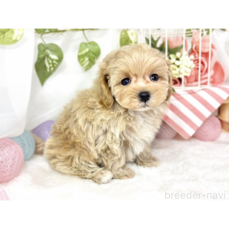 成約済の滋賀県のマルプー:マルチーズ×トイプードル-427777の3枚目