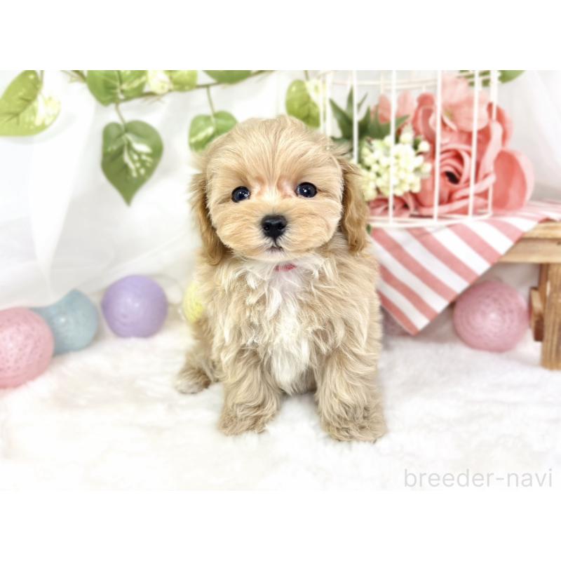 成約済の滋賀県のマルプー:マルチーズ×トイプードル-427777の2枚目