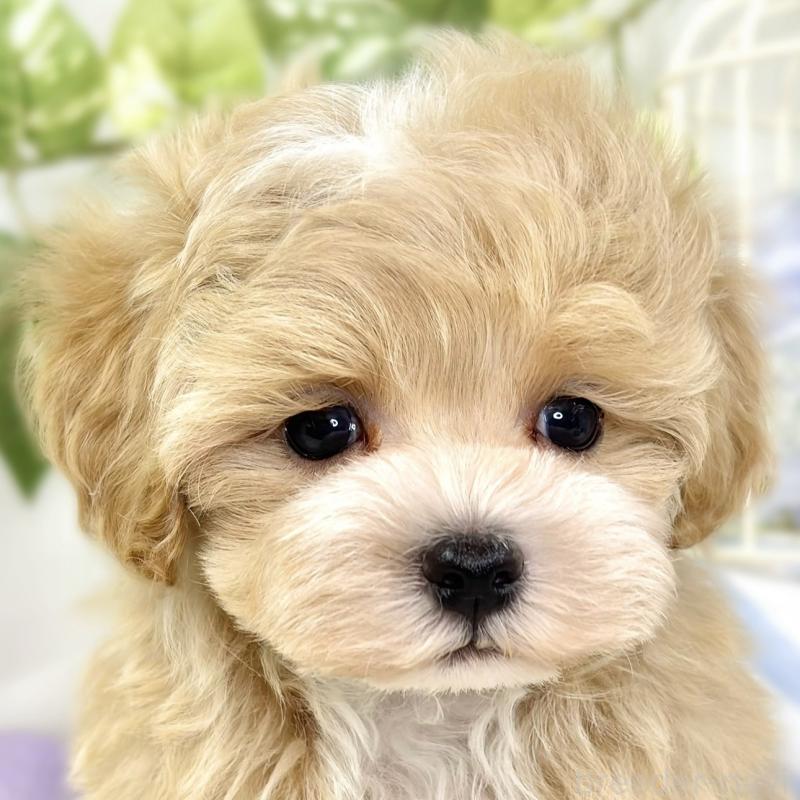 成約済の滋賀県のマルプー:マルチーズ×トイプードル-427778