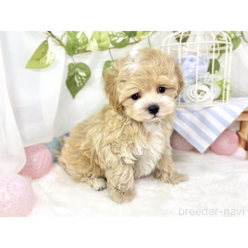 成約済の滋賀県のマルプー:マルチーズ×トイプードル-427778の4枚目