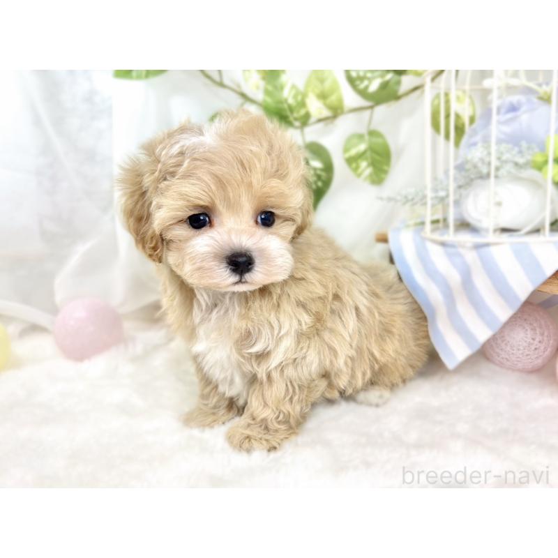 成約済の滋賀県のマルプー:マルチーズ×トイプードル-427778の3枚目