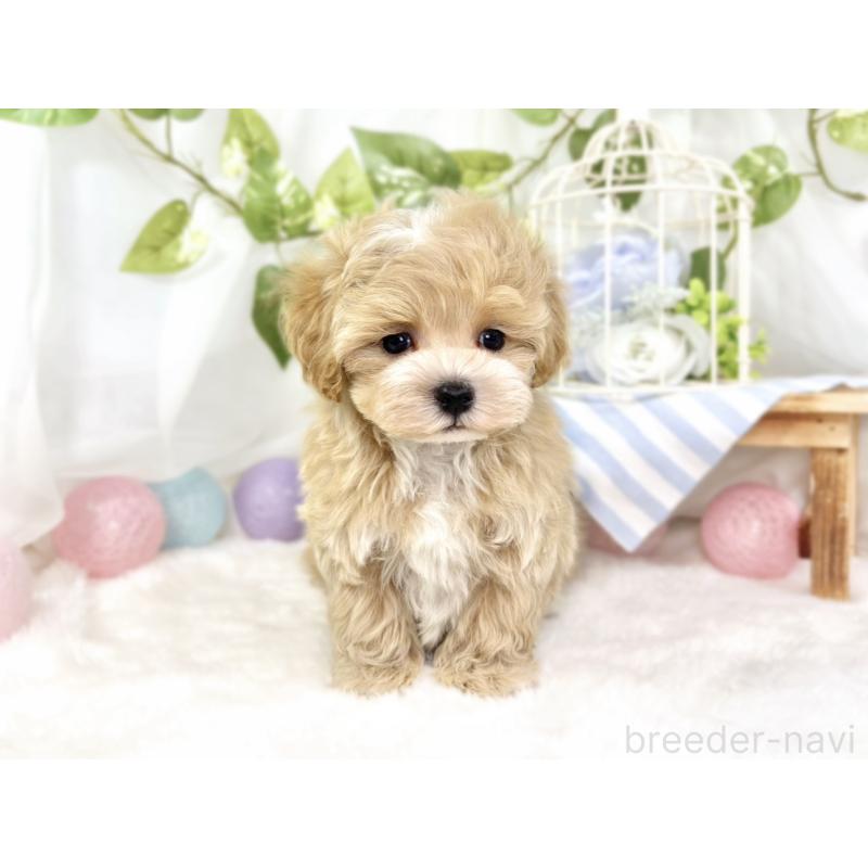 成約済の滋賀県のマルプー:マルチーズ×トイプードル-427778の2枚目