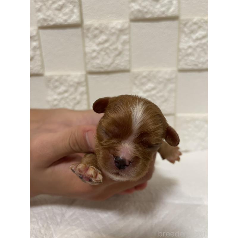 販売中の群馬県のキャバリアキングチャールズスパニエル-428927の1枚目