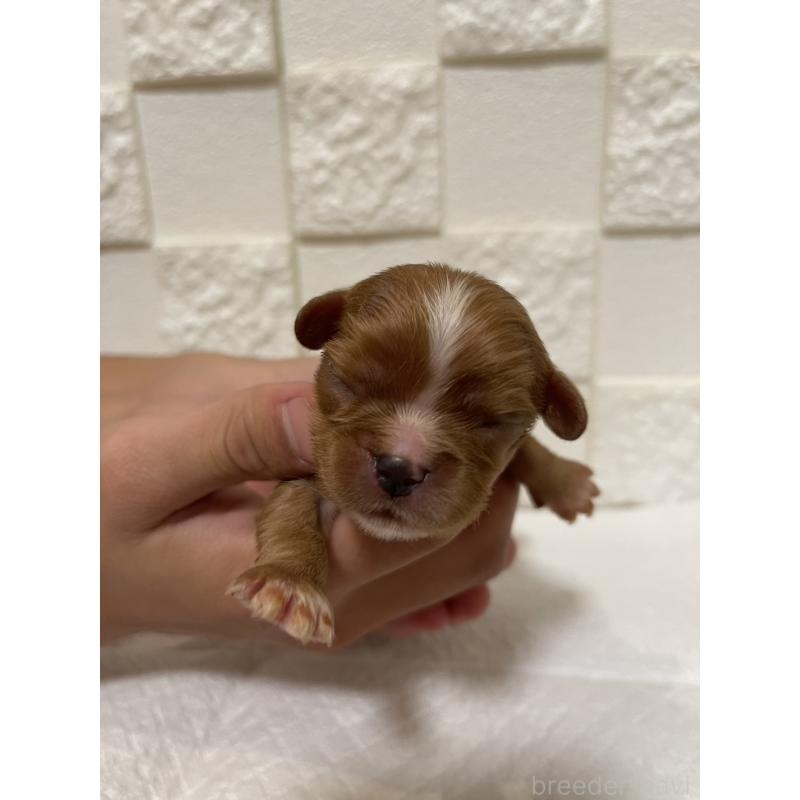 販売中の群馬県のキャバリアキングチャールズスパニエル-428927の12枚目