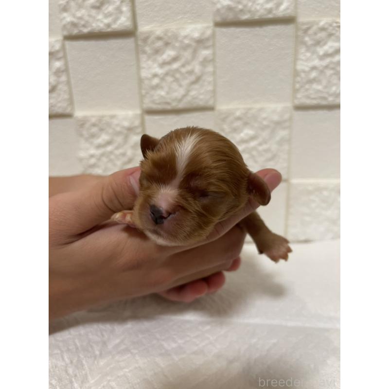 販売中の群馬県のキャバリアキングチャールズスパニエル-428927の13枚目