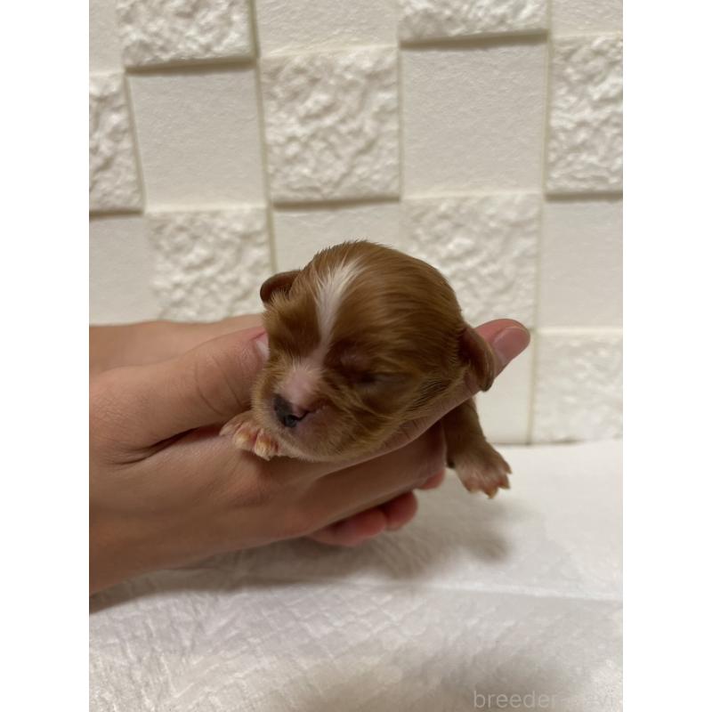 販売中の群馬県のキャバリアキングチャールズスパニエル-428927の10枚目