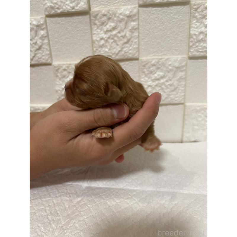 販売中の群馬県のキャバリアキングチャールズスパニエル-428927の11枚目