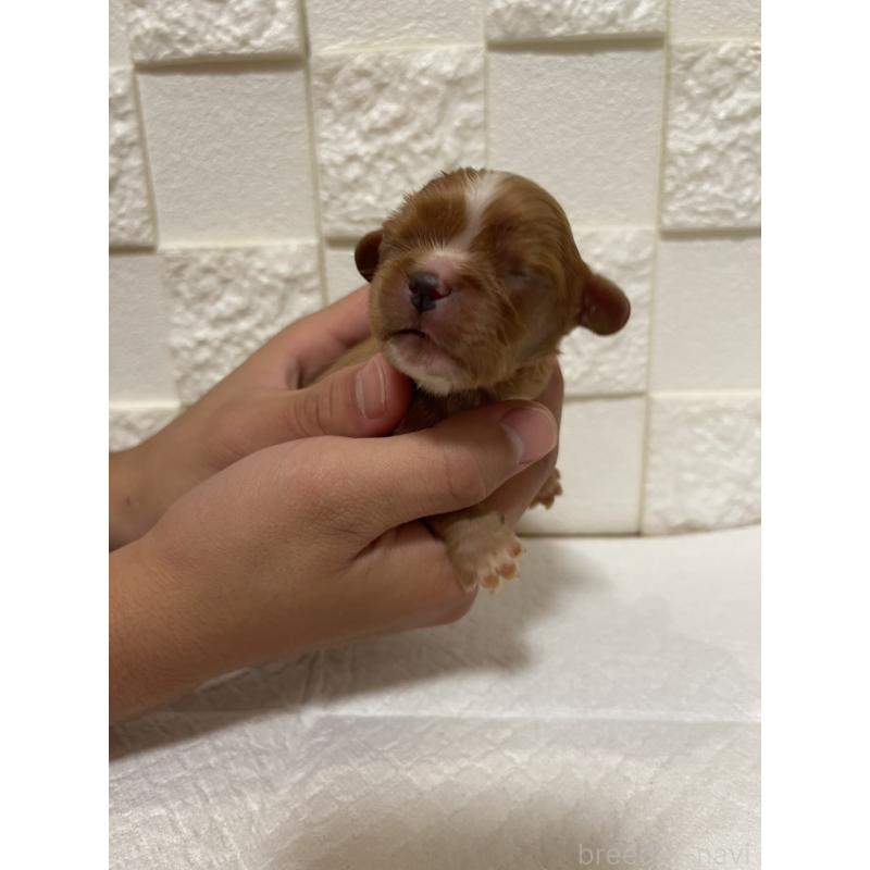 販売中の群馬県のキャバリアキングチャールズスパニエル-428927の9枚目