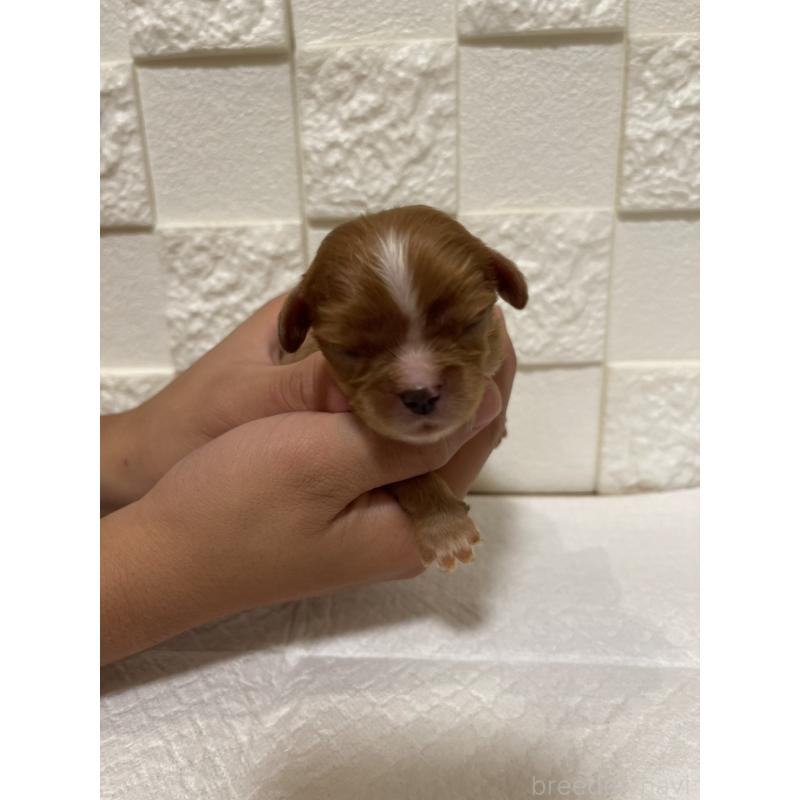 販売中の群馬県のキャバリアキングチャールズスパニエル-428927の8枚目