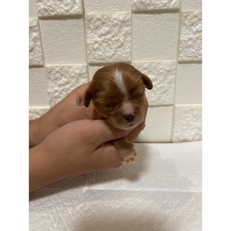 販売中の群馬県のキャバリアキングチャールズスパニエル-428927の7枚目