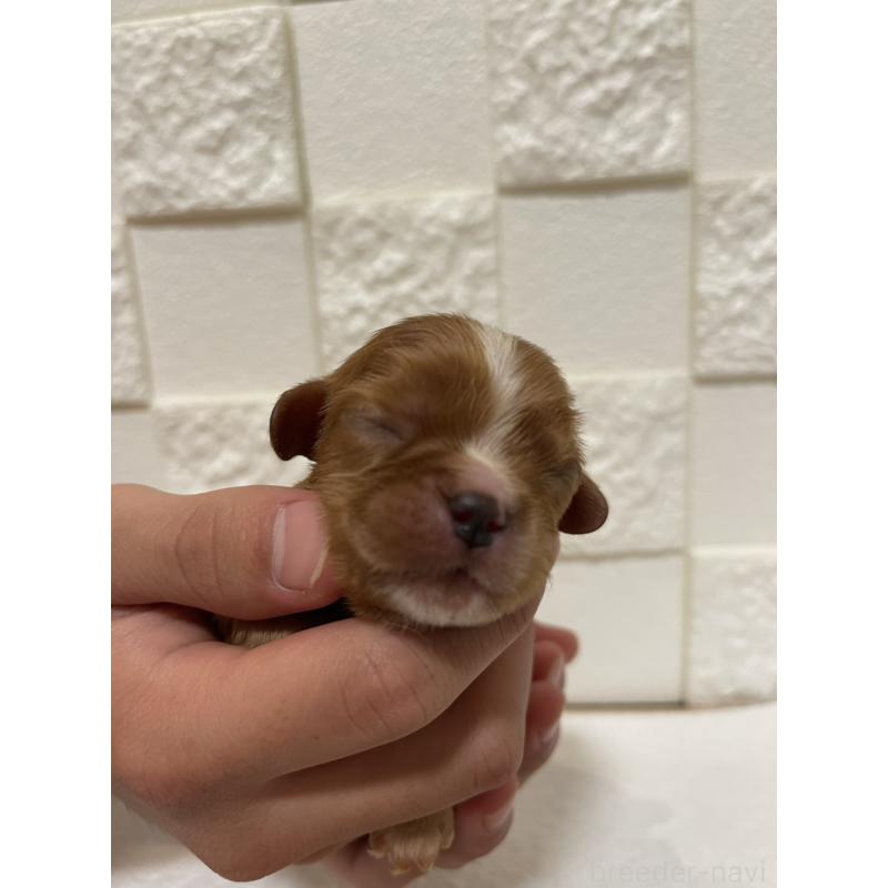 販売中の群馬県のキャバリアキングチャールズスパニエル-428927の6枚目