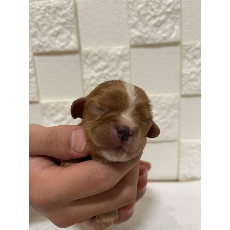 販売中の群馬県のキャバリアキングチャールズスパニエル-428927の5枚目