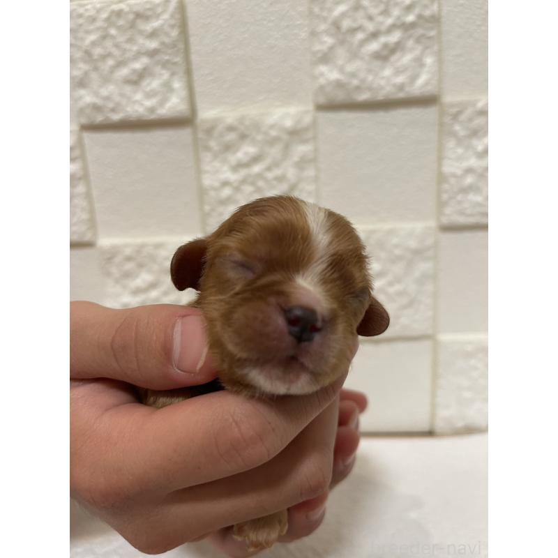 販売中の群馬県のキャバリアキングチャールズスパニエル-428927の4枚目