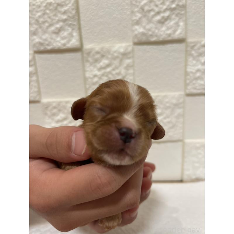 販売中の群馬県のキャバリアキングチャールズスパニエル-428927の3枚目