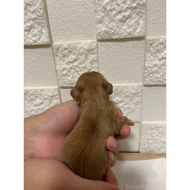 販売中の群馬県のキャバリアキングチャールズスパニエル-428927の2枚目