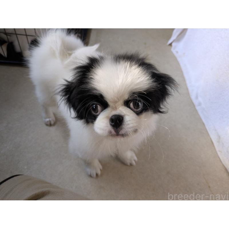 販売中の茨城県の狆 (チン)-414919の6枚目