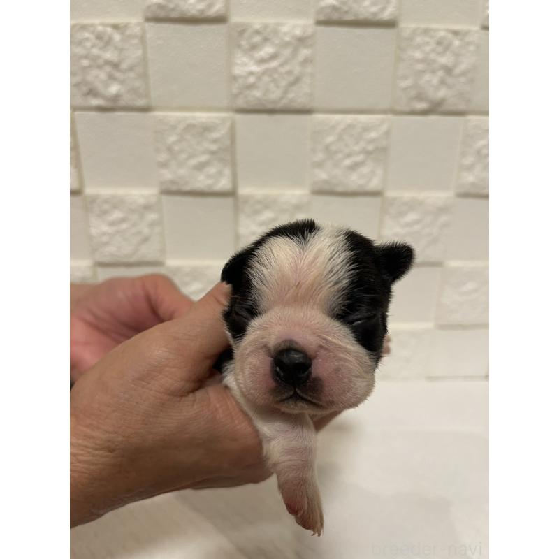 販売中の群馬県のボストンテリア-428928