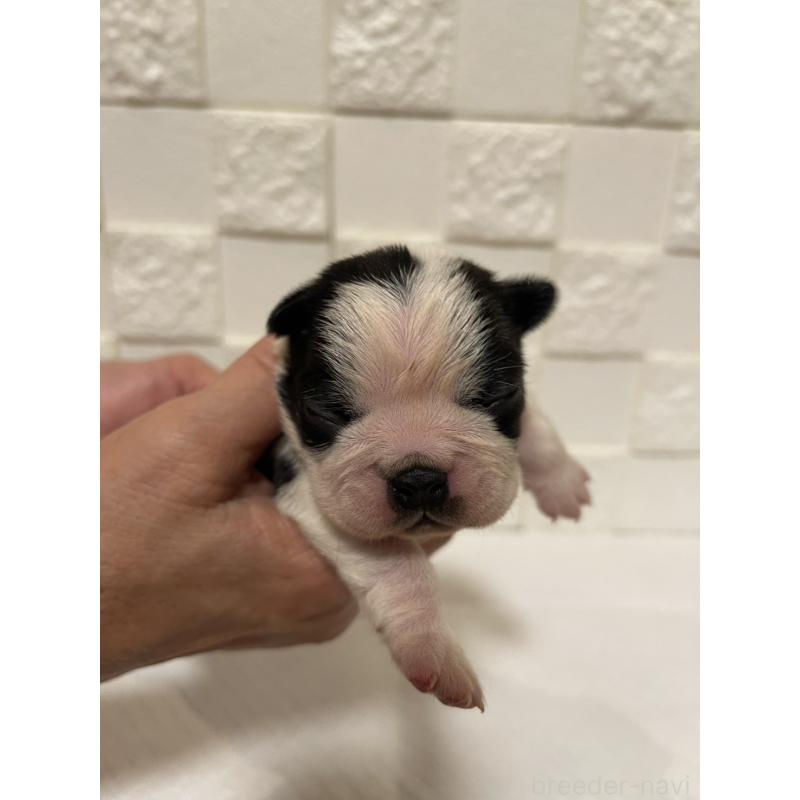 販売中の群馬県のボストンテリア-428928の6枚目