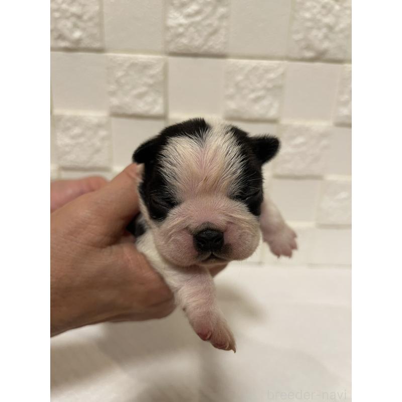 販売中の群馬県のボストンテリア-428928の5枚目